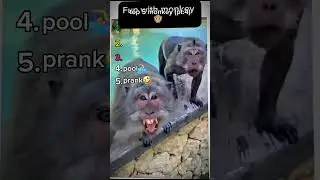 top 5 funny monkey #funnyvideo #funny #top5 #memes #monkey #pt4
