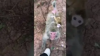 #monkey #loveableanimals #shorts