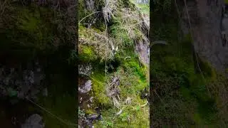Part 2: Small lava tubes or tree molds?  / Pequenos tubos de lava ou moldes de &aacute;rvores?