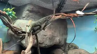 ACTIVE Crocodile monitor part 1 PDX Zoo 7/17/24￼