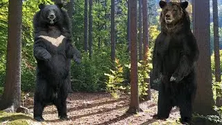Asiatic Black Bear Vs. American Black Bear: Face-off Explained!