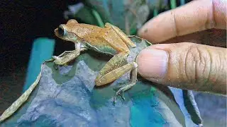 Catching frogs funny | Catch tree frogs make laugh |Funny catch double frog make fun
