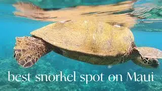 Best Spot to Snorkel on Maui! With Sea Turtles and Clear Water 