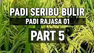 Padi RAJASA 01. rekap Dari tanam sampai panen. 