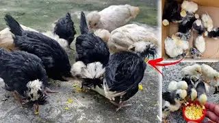 Polish Chick growth from day 1 to week 10 | Chick to Pullet | My Homestead