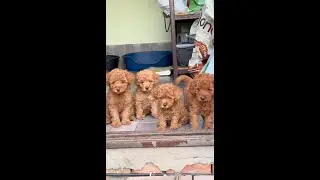shih tzu long hair styles