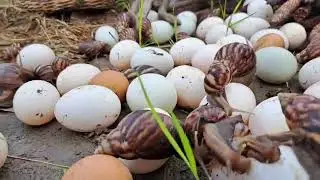 OMG HAND UNIQUE!  Collect lots of eggs and snails at the best hand-picked field