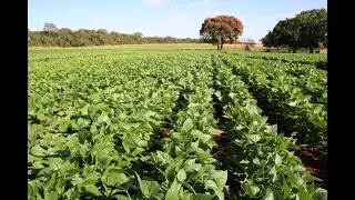 CULTURA DO FEIJÃO
