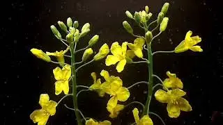Broccoli flowers time-lapse