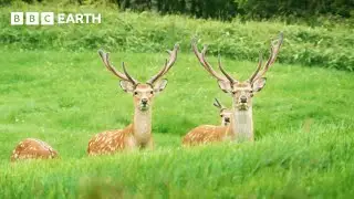 🔴 LIVE: A Journey Through Japan | BBC Earth