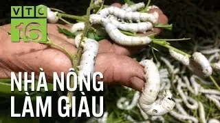 Độc đáo nuôi tằm trên sàn sắt, bắt kén trên né gỗ | VTC16