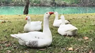 4K Ducks // &Ouml;rdekler // Enten // Canards // Утки // Anatre  #naturallife #animals #duck 