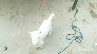 baby animals , beautiful goats, cute goat baby sound, funny goat baby, animals caroccing video 2025