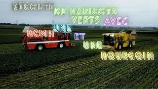 Récolte de Haricots verts avec une BCMH et une Bourgoin