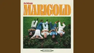 Marigold