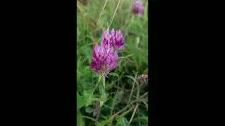 🌸🌼 The Magical Beauty of Wild Flowers 🌼🌸 | Nature&rsquo;s Colorful Masterpieces 🌿✨💛