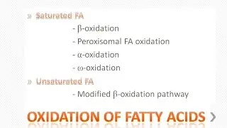 Beta oxidation of fatty acids