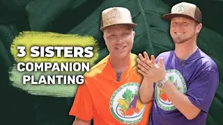How to Plant 3 Sisters - The Perfect Vegetable Garden Technique