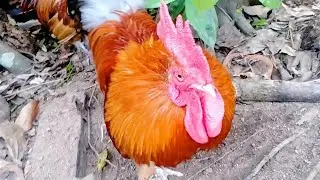 Aggressive Rooster 🐓 Attacking mode on 🔥 #rooster #chickens #animals #attack 
