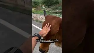 Stray cows need a safe space... #straycows