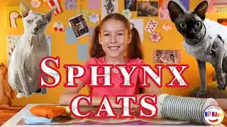 Коты породы Сфинкс. Sphynx cat. Какой корм любят больше?