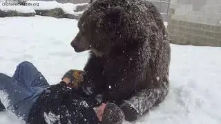 Since you have been enjoying Jimbo bear throwbacks, I came across this one & thought you&rsquo;d like it!
