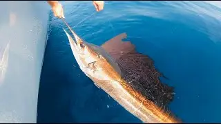 Sailfish and Dolphin fishing offshore