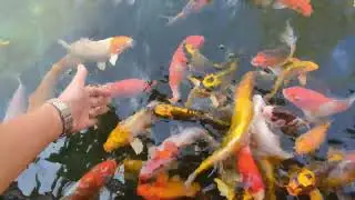 Beautiful Koi Fish Eating | Relaxing Pond Feeding in Crystal Clear Wate