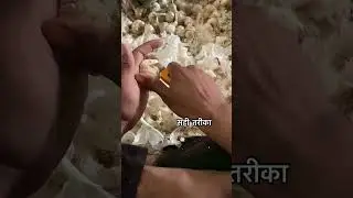 lahsun mandi bhav #garlic #lahasun