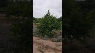Lemon trees ready in 4 years! 🍋🌳 A journey of growth, beauty & hard work. #SubhanAgriVlogs