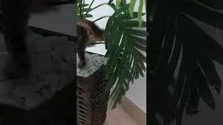 Vídeo filhotinhos do Panino farofa e burak.