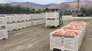 Stacking Apple Bins