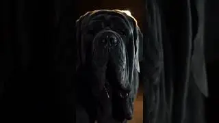 NEAPOLITAN MASTIFF #shorts #dog