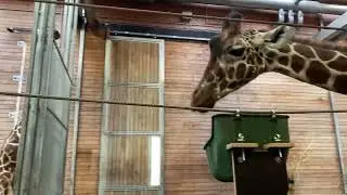 Savannah