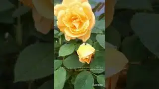 Different kinds of perennial and annual plants