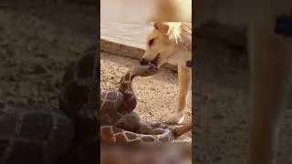 Weird Animal Behaviors Revealed 🐔🦏🐭 #funny #shorts #animals #lol