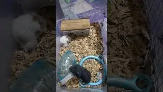 nilagyan ko Ng cave#hamsterlover#hamsterworld
