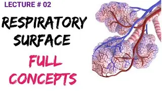 RESPIRATORY SURFACE |GASEOUS EXCHANGE |CLASS 11 |BS BIO STUDIO