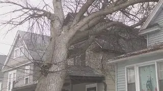 Strong winds causing trees to fall