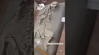 Merycoidodon: Prehistoric Mammal that Left No Descendants