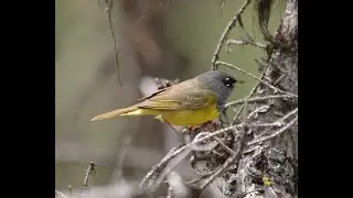 06 MacGillivray's Warbler and Warbling Vireo--streamside bird species
