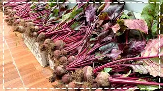 Growing Red Beets on the Terrace for high yield, easy for beginners