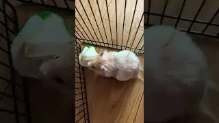 lol he was eating a fake rose 🤣