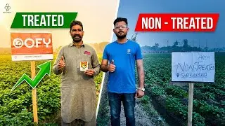 Potato Crop Recovery in Just 10 Days | OOFY Results Under Weather Stress | Agrotree Lifescience
