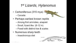 Lecture 3: Evolution of Reptiles