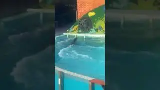 🌊🐠🐬  Descubre la vida marina como nunca antes  🌊🐠🐬