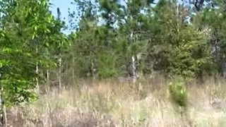 Homes for Sale - 5904 SW County Road 242 Lake City FL 32024 - Kayla Carbono