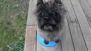 Amazing Talking Cairn Terrier