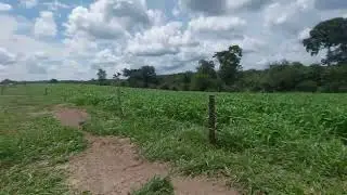 nosso pastejo rotacionado de Qu&ecirc;nia.