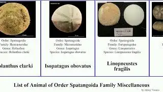 List of Animal of Order Spatangoida Family Miscellaneous spatangus eupatagus micraster miranda